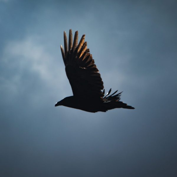 Independence and ASD Level 1-2