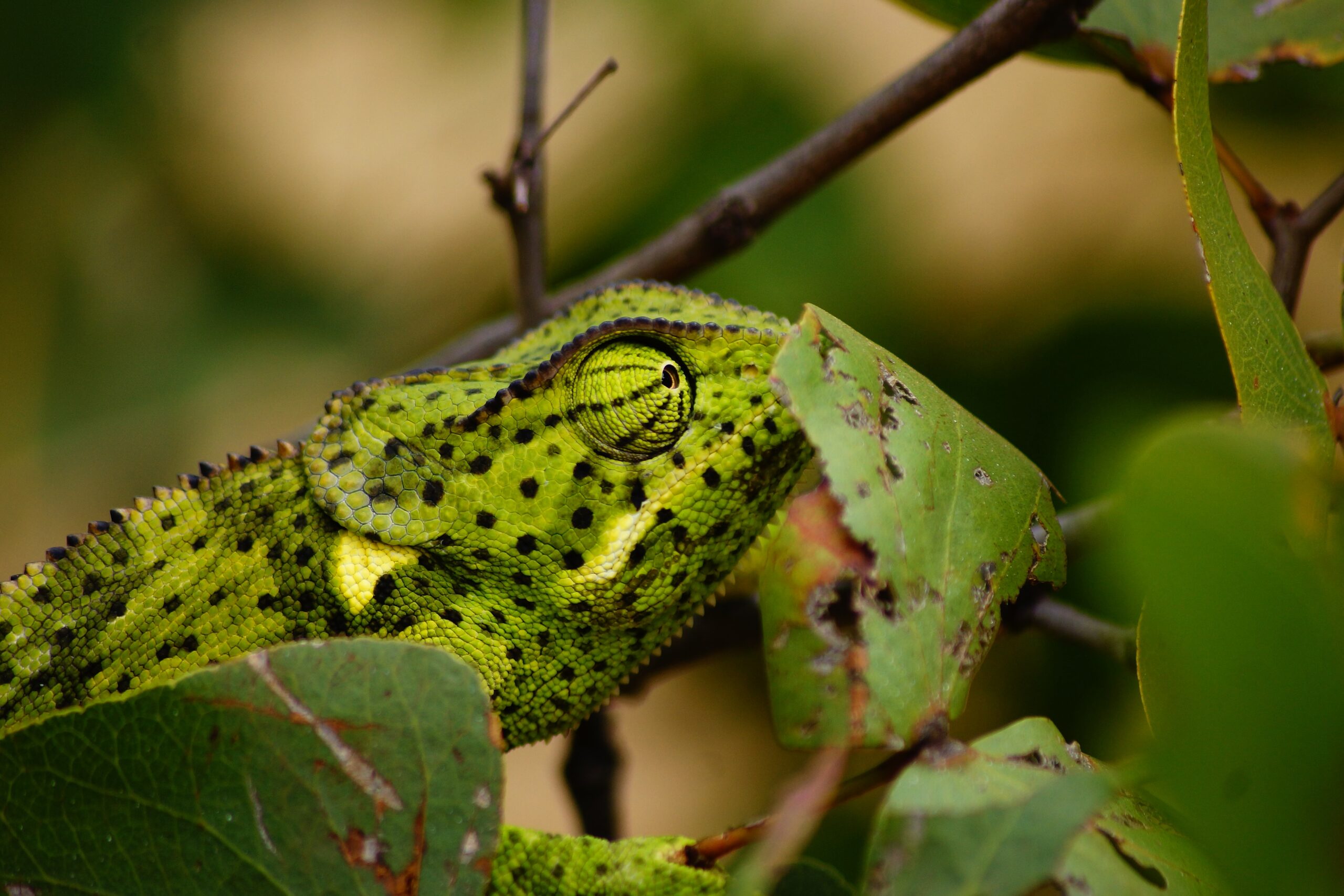 You are currently viewing Assessing Camouflaging in Autistic Adolescents – A Guide for Practitioners